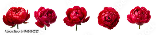 Beautiful red peony flower isolated on transparent background
