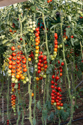 Growing of red salad or sauce tomatoes on greenhouse plantations in Fondi, Lazio, agriculture in Italy in summer, harvest