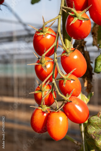 Growing of red salad or sauce tomatoes on greenhouse plantations in Fondi, Lazio, agriculture in Italy in summer, harvest