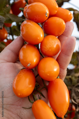 Growing of orange salad or sauce tomatoes on greenhouse plantations in Fondi, Lazio, agriculture in Italy in summer, harvest