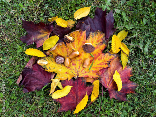 Autumn composition with colorful maple and yellow leaves, acorns, and chestnuts on green grass — natural seasonal flat lay symbolizing fall, nature, and the beauty of changing seasons