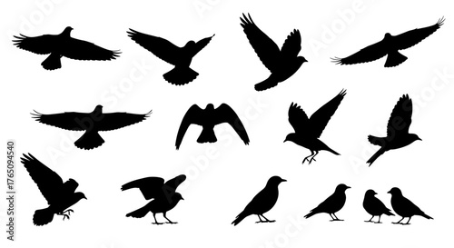 Dynamic silhouettes of birds in flight and perched capture freedom and nature's grace, perfect for design projects