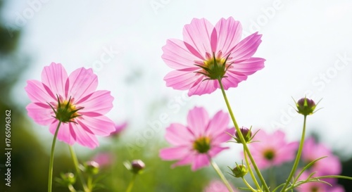 Backlit pink cosmos flowers glow softly with sunshine, viewed from below against bright sky