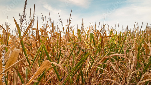 Bild auf Leinwand Corn Crops Experiencing Drought Conditions