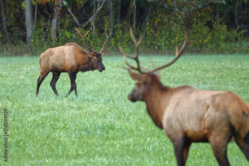 Wallpaper Mural Bull elk grazing battling in grassy meadow during fall rut.  Torontodigital.ca