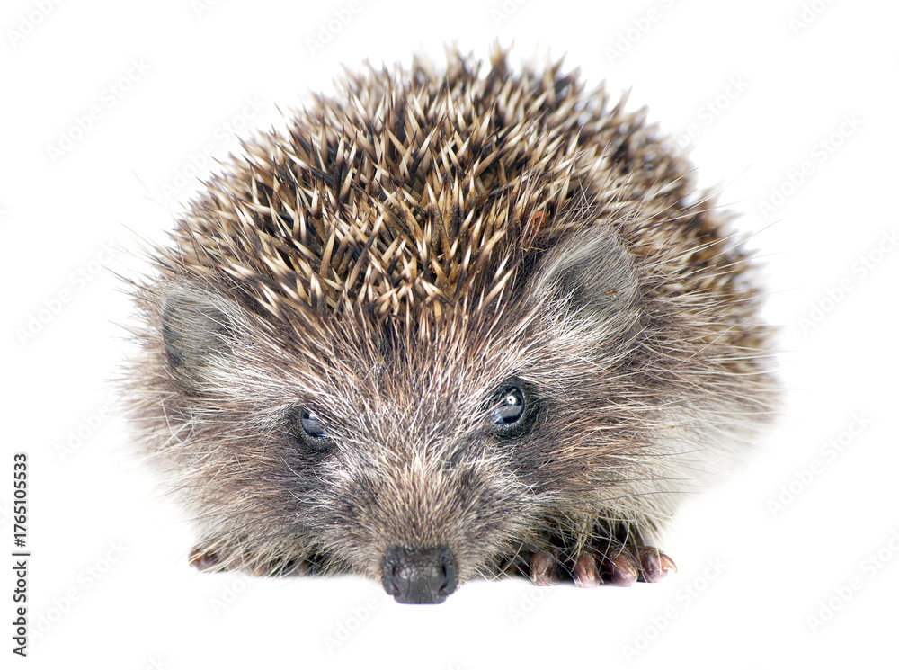 Obraz premium hedgehog isolated on a transparent background
