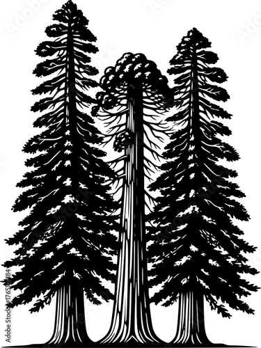 Redwood trees silhouette. This image shows a black silhouette of towering redwood trees, also known as Sequoia sempervirens, with detailed branches and foliage. Vector clipart illustration design.