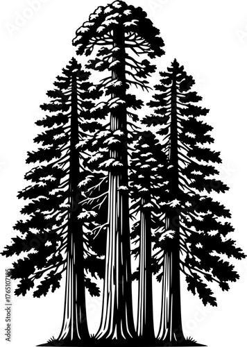 Redwood trees silhouette. This image shows a black silhouette of towering redwood trees, also known as Sequoia sempervirens, with detailed branches and foliage. Vector clipart illustration design.
