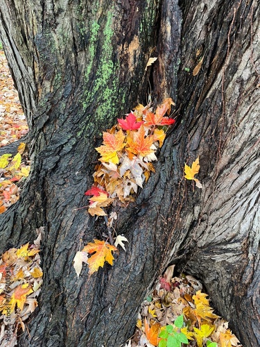 Autumn on a rainy day