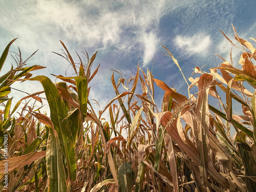 Fotografía Corn Crops Experiencing Drought Conditions