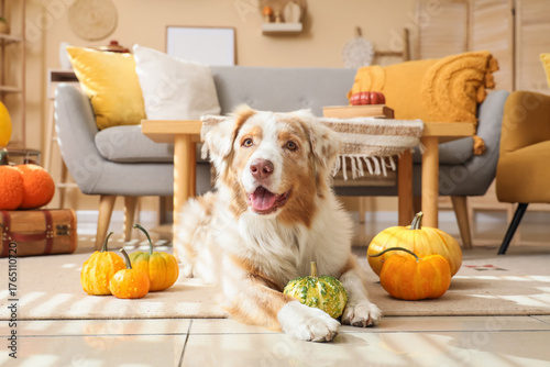 Cute Australian Shepherd do...