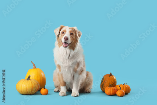 Cute Australian Shepherd do...