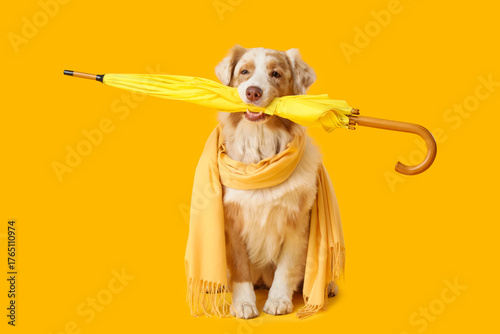 Cute Australian Shepherd do...