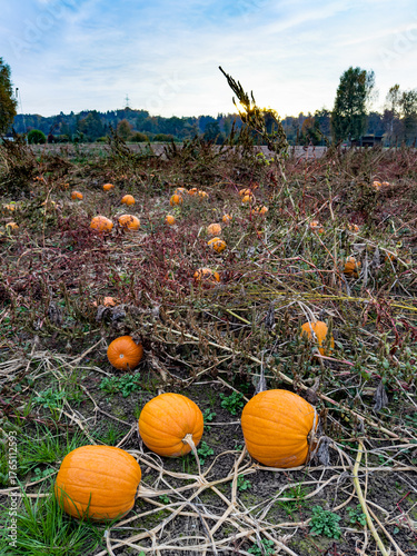 Pumpkin-Field in the autumn