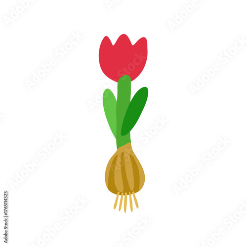 Tulip Flower with Bulb and Roots – Stylized Botanical Growth Illustration on White Background