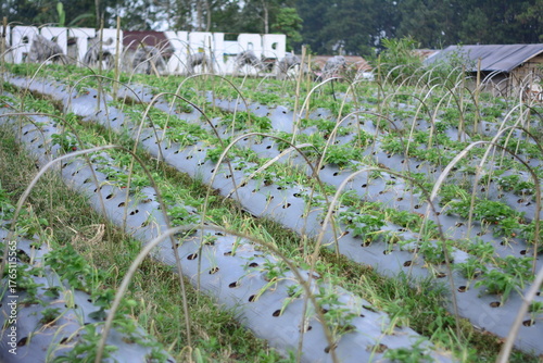 Neatly organized agricultural field showcasing young healthy green crops in perfect rows, symbolizing growth, sustainability, farming, and food production concepts.