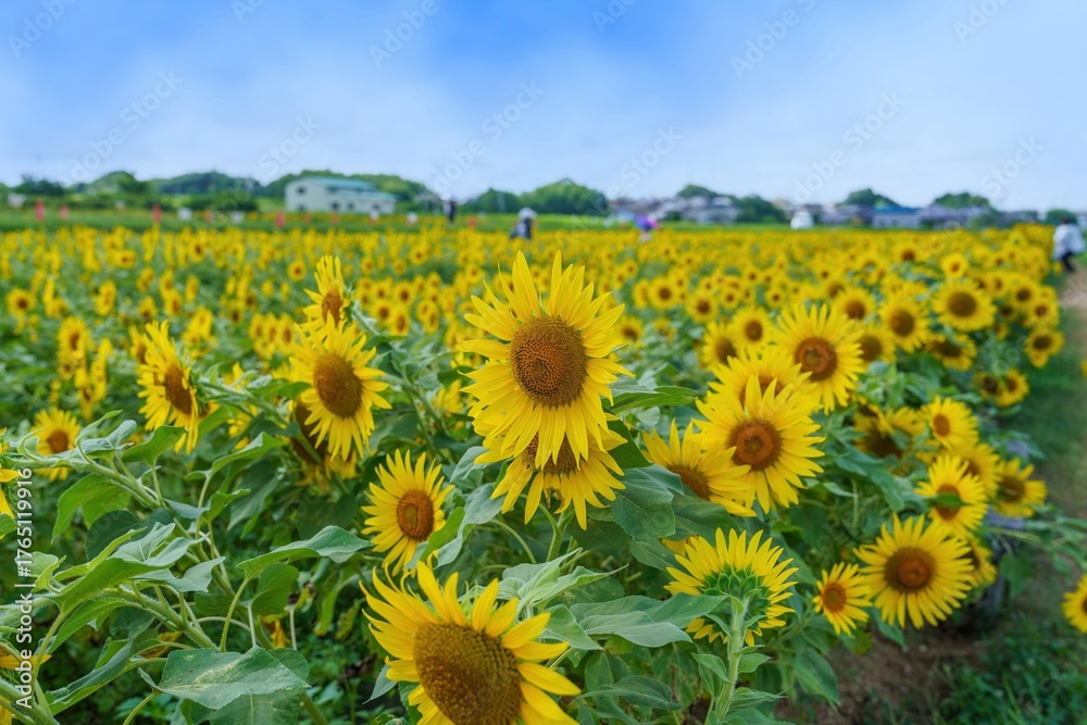 Obraz premium ちょうど見頃の満開のヒマワリの情景