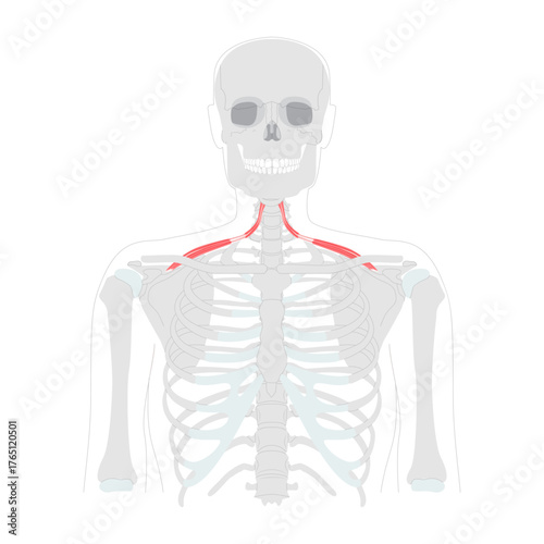 Omohyoid - Neck strap muscle illustrated in diagram, depresses and retracts hyoid bone, involved in neck tension regulation, vital for anatomy and physiology learning