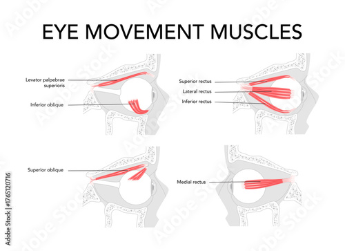 Set of Ocular muscles labeled anatomy chart, superior rectus, inferior rectus, medial rectus, lateral rectus, superior oblique, inferior oblique, eye movement, medical education, science illustration