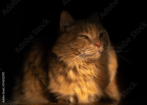 Ginger cat in sunlight on dark background, cozy pet portrait.