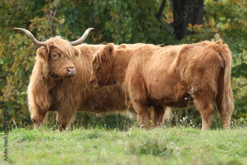 highland longhorn cow and calf