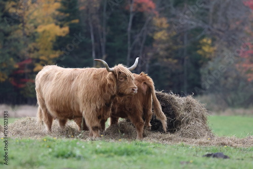 highland cow and calf on pasture