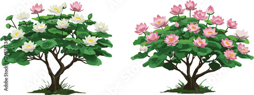 Lotus bushes with pink and white blossoms, lush green foliage, botanical illustration, tropical garden plant artwork, seasonal floral nature design reference