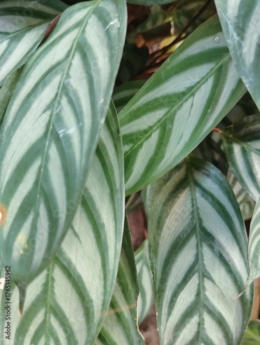 Green leaves background