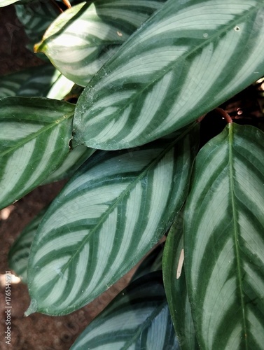 Green leaves background