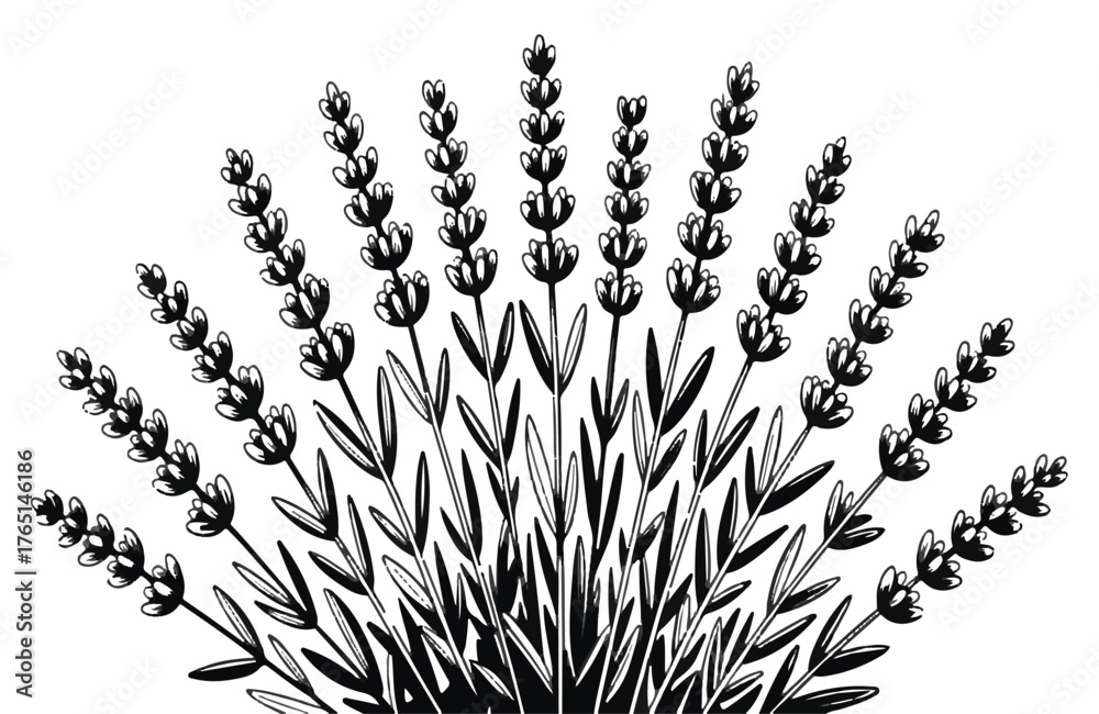 Obraz premium Black and White Illustration of a Lavender Bush with Multiple Stems flower plant
