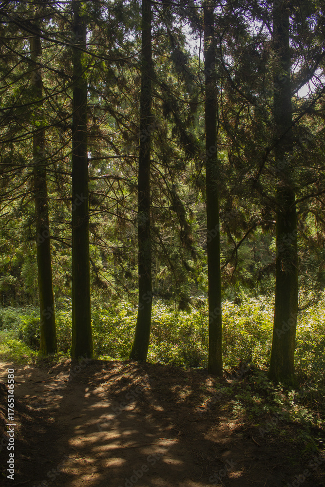 Fototapeta premium This is a beautiful forest landscape in Korea.