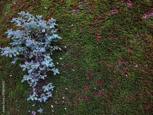 Pilea microphylla, commonly known as the artillery plant. 