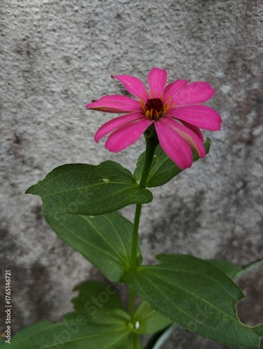 Pink zinnia flower in the garden 