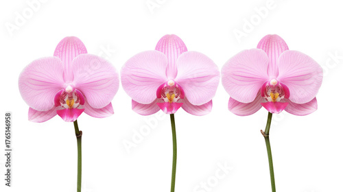 Three delicate pink orchid flowers on stems isolated on transparent background
