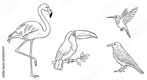 Illustration of a flamingo, toucan, hummingbird, and crow