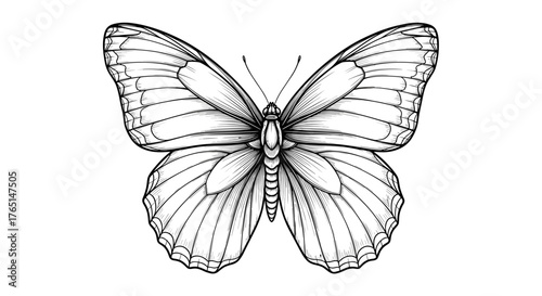 Vector art of detailed butterfly illustration with intricate details