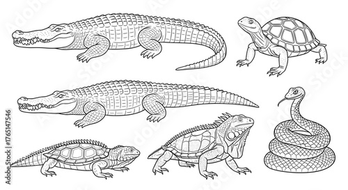 Vector art of various reptiles and amphibians in black and white