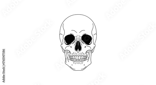 Illustration of a human skull, a symbol of mortality