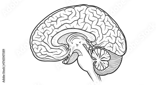 Illustration of a human brain anatomy, side view