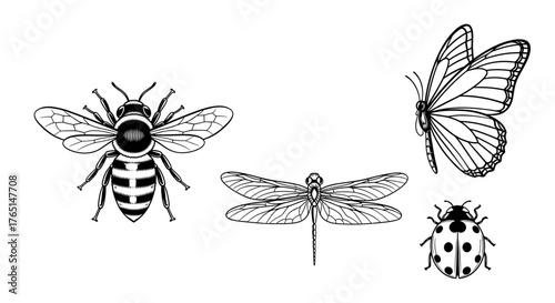Vector art of various insects including a bee, butterfly, dragonfly, and ladybug