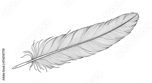Vector art of detailed drawing of a feather, showcasing its texture