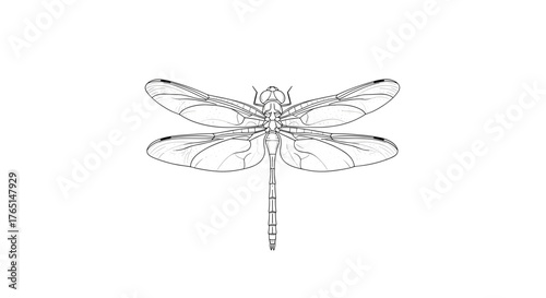 Vector art of detailed dragonfly in a detailed line drawing style