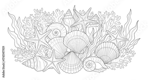 Vector art of seashells and starfish in a detailed line drawing