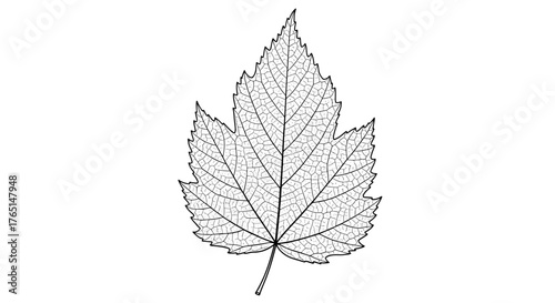 Vector art of detailed drawing of a leaf with intricate veins