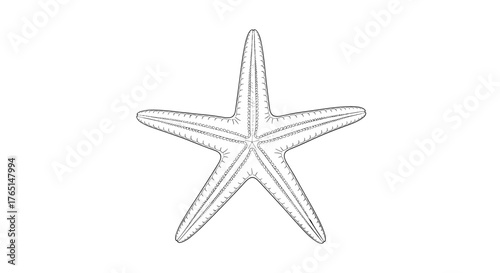 Vector art of detailed drawing of a starfish in black and white