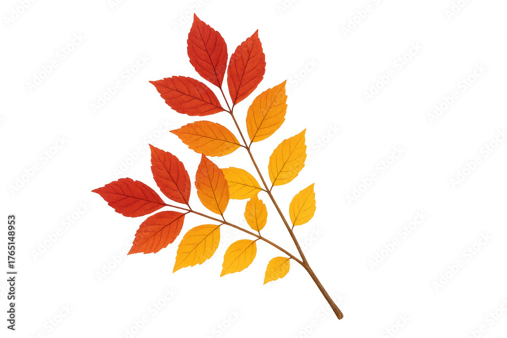 Fototapeta premium Autumn branch having colorful fall leaves, red, orange, and yellow hues, isolated on transparent background