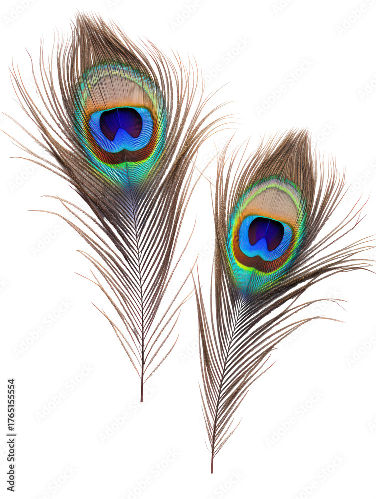 Obraz premium Two peacock feathers with eye pattern isolated on transparent background