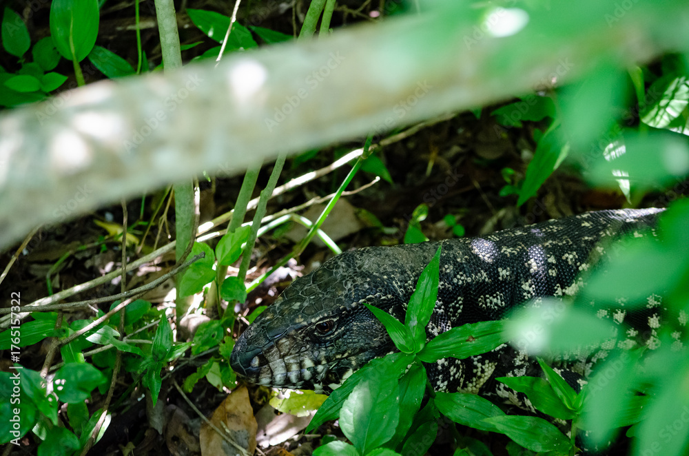 Naklejka premium Lagarto Overo en libertad