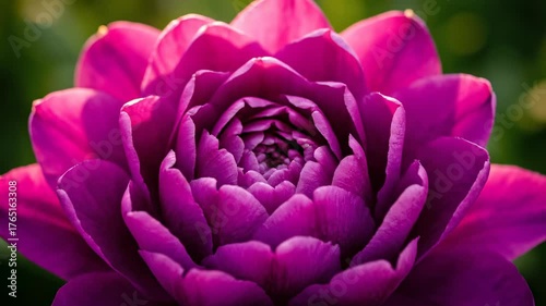 Petal Paradise: An intimate look at a vibrant, fully bloomed flower, revealing the exquisite details of its delicate petals in a symphony of color and texture.