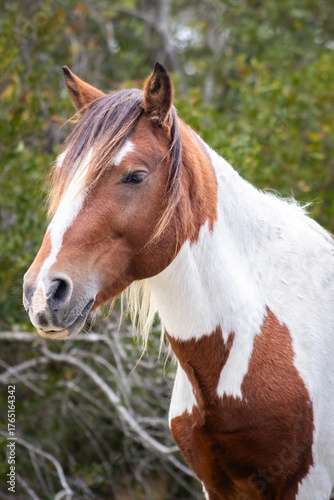 Close-up portrait of a wild horse with brown and white coat at Assateague Island National Seashore, Maryland, USA. Known as the Assateague ponies, these wild horses roam freely across the island’s.